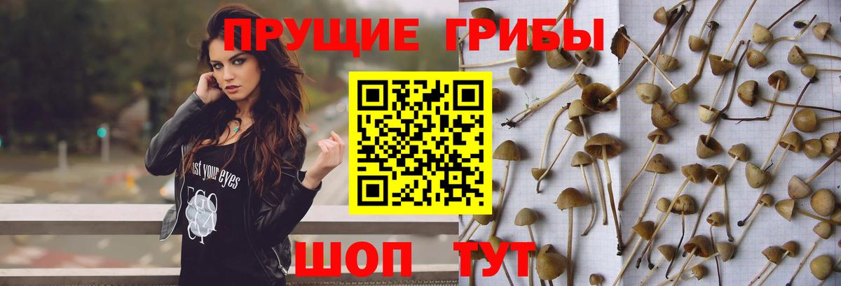 Дальнереченск  Псилоцибиновые грибы Psilocybe  Вход с VPN 